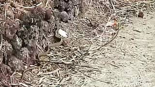 preview picture of video 'Big 'Krait' Snake in The Bandegaon Jungle'