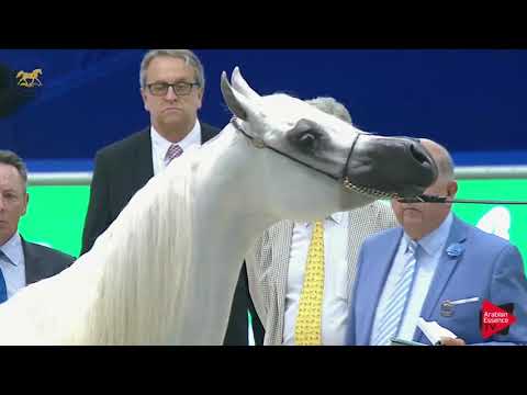 N.86 FAHDA ATHBAH - Dubai 2019 - Mares in age 4- 6 years old