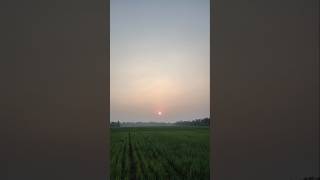 Download lagu Sunset Di Persawahan Hijau Suasana Tenang Dan Damai mp3