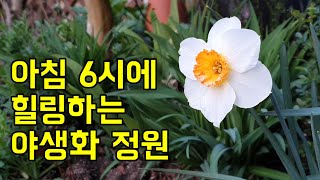 꽃마당 언니의 3월 야생화 정원(다양한 야생화 소개)