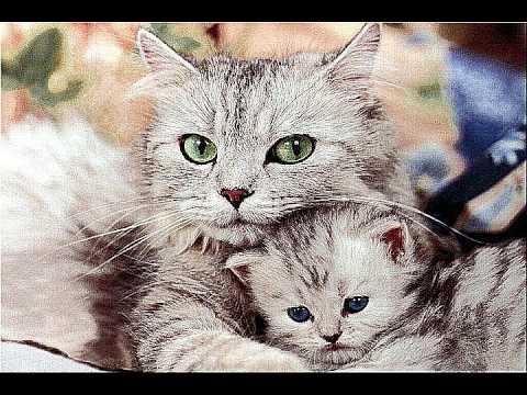 Amiga mia- Halcones del Norte