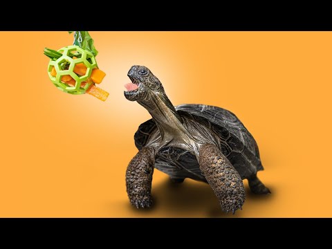 Tortoise Feeding Guide: Best Practices for Indoor Tortoise Keeping!
