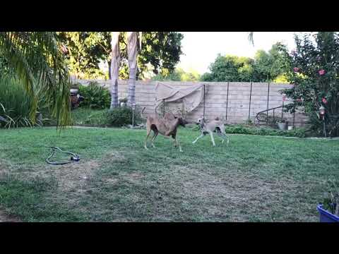Azilal Plays With Puppy Ehsan