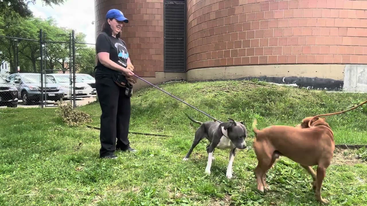 Wintergreen's Leash Test