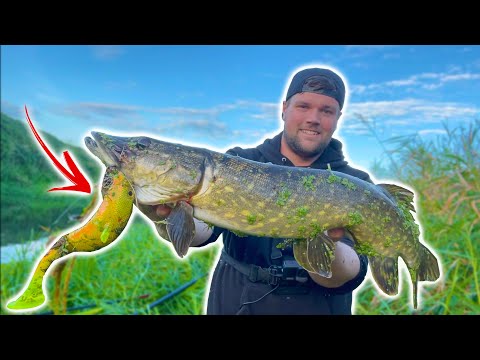 This PIKE was so Hard to Catch! Autumn Lure Fishing