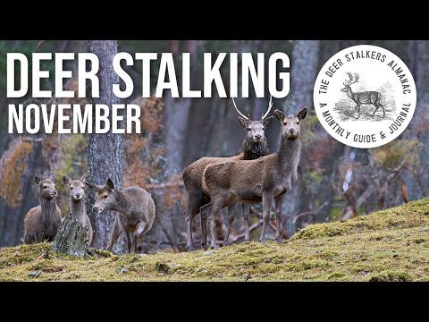 November - Everything you need to know | Deer Stalkers Almanac