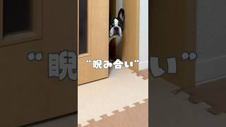 パパと睨み合うフレブル