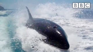 Why did Killer Whales chase a tourism boat? - Nature&#39;s Weirdest Events: Series 4 Episode 1 - BBC Two