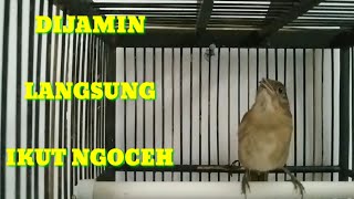 Download lagu mancing Flamboyan biar rajin dan gacor mp3