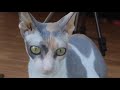 Cornish Rex - Funny cat Cornish Rex