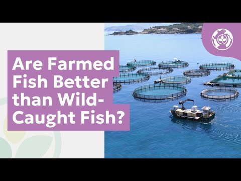 Are Farmed Fish Better than Wild-Caught Fish?