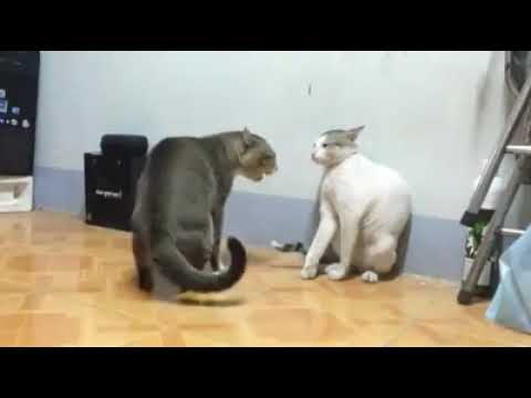 Cat fight