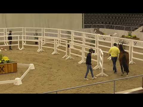 Diamant de Plaisir x Zacharias x Contender #321