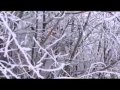 Сергей Курёхин Зима воробьиная оратория 