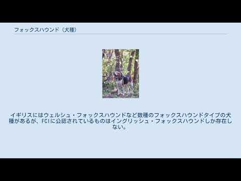アメリカンフォックスハウンド