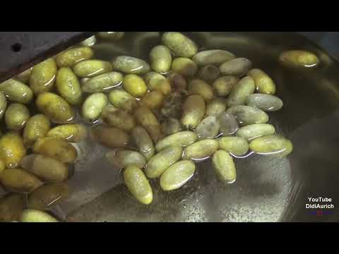 Besuch einer Seidenfabrik Seidenraupe Seidenspinner Seidenherstellung Herstellung Maulbeerspinner