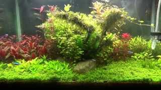 preview picture of video 'Planted Tank Update'