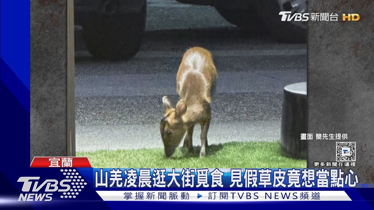 山羌凌晨逛大街覓食 見假草皮竟想當點心