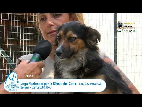 LEGA DEL CANE DI SOVERATO (01) Puntata 1192