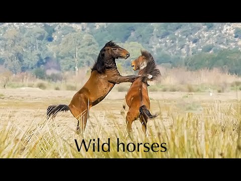 , title : 'Τα άγρια άλογα στο Λούρο | wild horses'