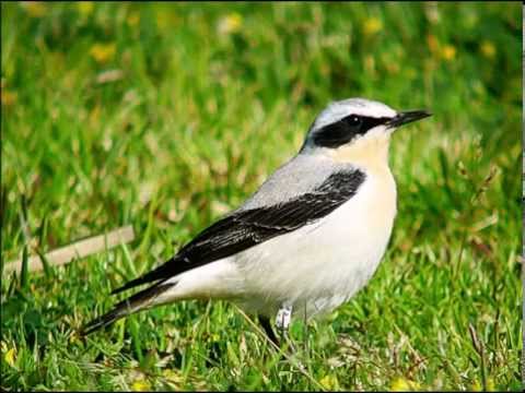 Northern wheatear - Tapuit - ( Adult Male - Breeding plumage )