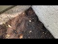 Odorous House Ants Stink Up Exterior of Home in Princeton, NJ