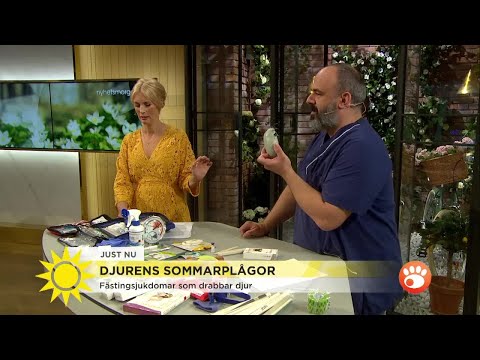 Så behandlar du djurens sommarplågor - Nyhetsmorgon (TV4)