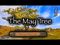 Hawthorn | Folklore, Mythology and Magic of the May Tree