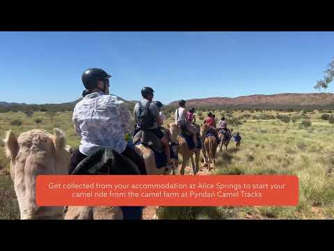 Camel Ride Alice Springs | Things to do Alice Springs