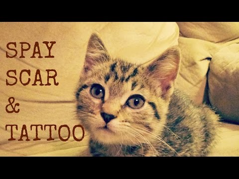 Kittens Scar & Tattoo After Spay Neuter Surgery + ADORABLE Snuggles!  Litters #8 #9 #10