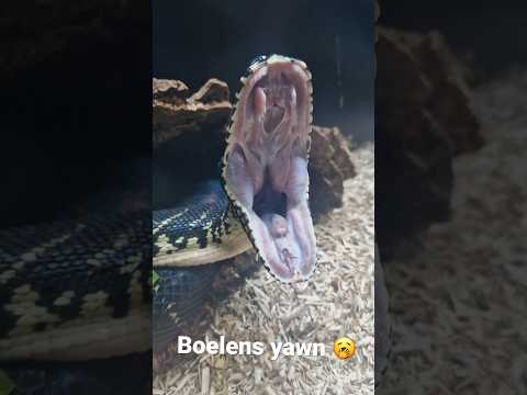 Boelens Python Yawning  🥱     #snake #bite #teeth #reptiles #animals