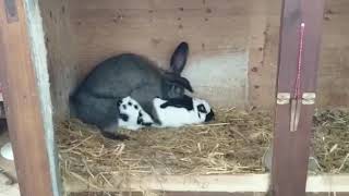 Tavşan çiftleşmesi