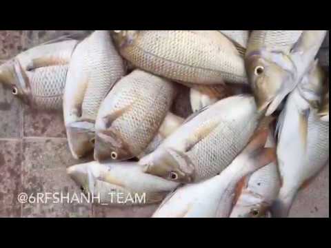 download lagu mp3 mp4 Sheri Fish, download lagu Sheri Fish gratis, unduh video klip Sheri Fish