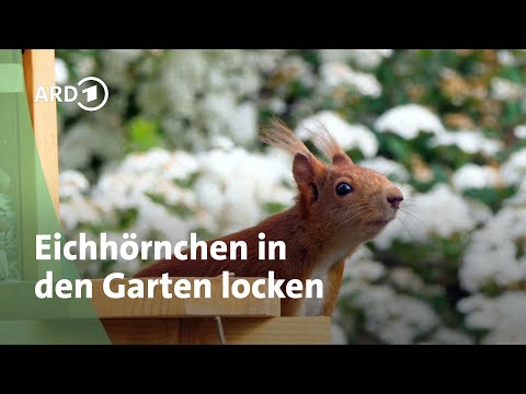 Eichhörnchen in den Garten locken: So funktioniert's | MDR
