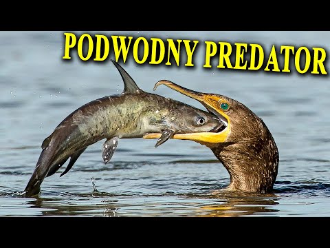 How to Catch Fish Using Cormorants?