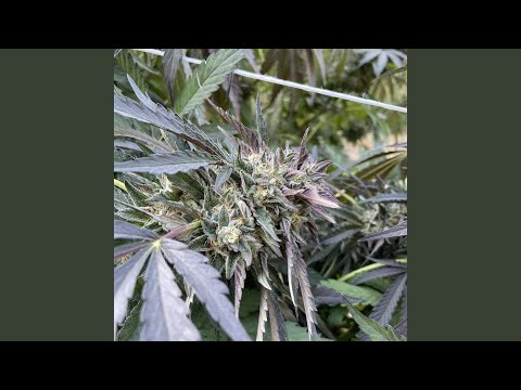 Video thumbnail lYkKmuoldEY