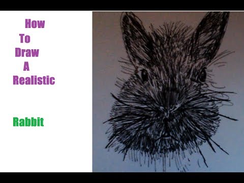 How to draw a realistic rabbit!