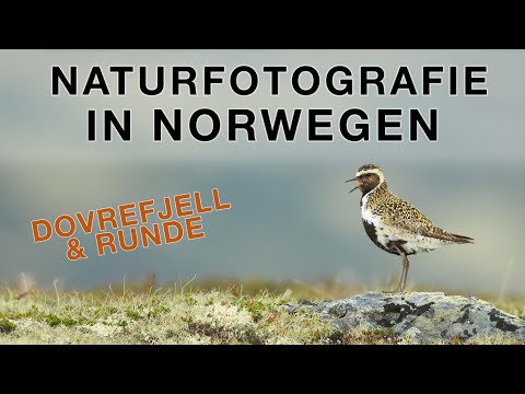 Norway travel review - musk oxen, puffins, bluethroats and more