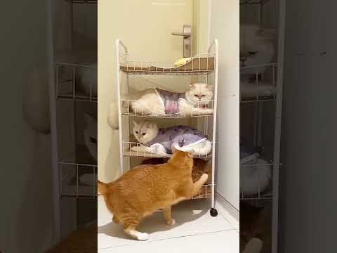 These Cats Have the Craziest Bed Setup! 😂🐱🛏️