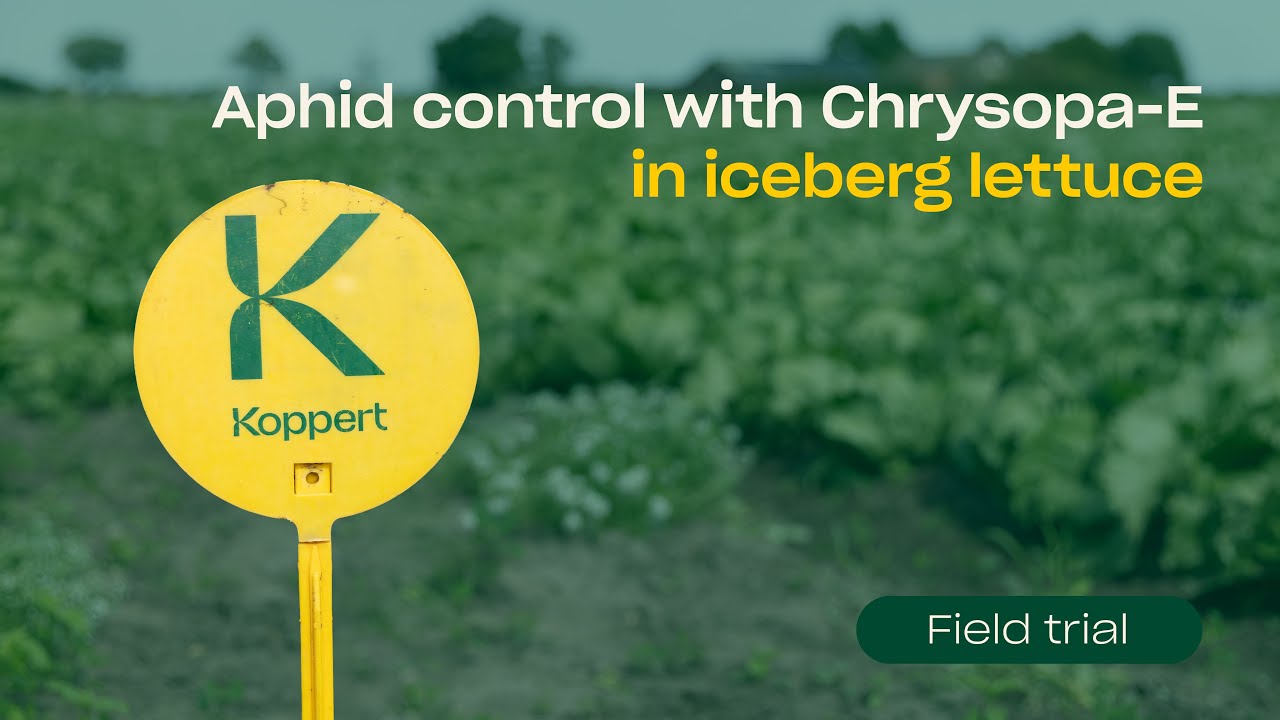 Video preview poster