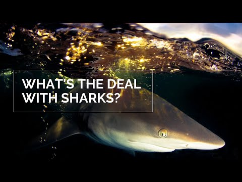 Shark and Ray Webinar Episode 1: What’s the Deal with Sharks?