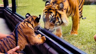 Top 5 Tiger Moments | BBC Earth