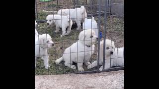 Video preview image #1 Anatolian Shepherd-Great Pyrenees Mix Puppy For Sale in AGRA, OK, USA
