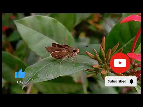 ☘️☘️☘️🦋☘️☘️☘️#beautyofnature#shorts#video #@chumkilife❣️