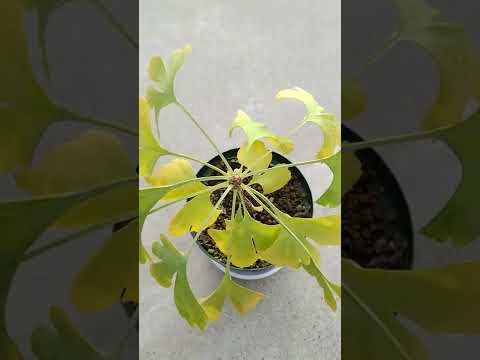 イチョウ、扇葉の木 植物