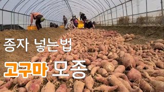 고구마 종자 넣고! 모종은 언제부터 자를까?