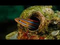 Time Travel with Adobe Firefly - Solomons using LED lights