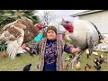 RURAL LIFE FAMILY! GRANDMA COOKING 2 HUGE TURKEY-HEN! COOKING DELICIOUS SWEETS | BLUEBERRY COMPOTE