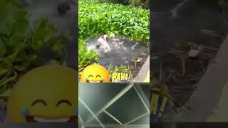 Download lagu Video kocak lucu abis, #funnyvideo #funnyshorts #funnyshorts mp3