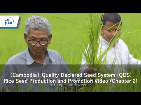 [Camboja] Sistema de Sementes Declaradas de Qualidade (QDS) Vídeo de Produção e Promoção de Sementes de Arroz (Capítulo 2)